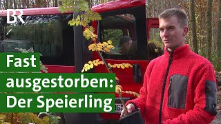 Der Speierling Zukunftsbaum für Klimawandel und nachhaltige Forstwirtschaft  BR Fernsehen [upl. by Nennerb]