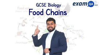 Food Chains  KS3 amp GCSE Biology [upl. by Hudgens]