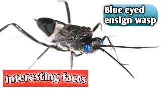 Blue eyed ensign waspEvania appendigasterInteresting facts about insectsLife on earth [upl. by Aneerol76]