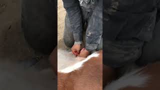 Castrating Young Bulls A Guide to the Procedure [upl. by Selmore23]