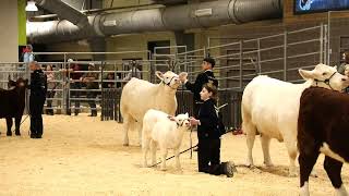 2024 CFISD Livestock ShowCattle [upl. by Noslien398]