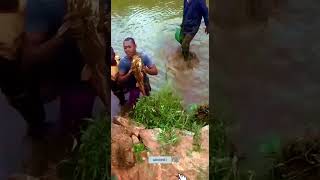 UN GROS POISSON TRES MYSTERIEUX DANS NOS ETANGS poissons pisciculture agriculturebiologique diy [upl. by Sairahcaz946]