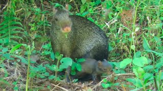 Cría de guatín Dasyprocta punctata siguiendo a su madre  Farallones del Citará Colombia [upl. by Thekla4]