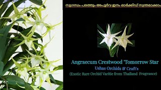 Angraecum Crestwood tommorw star Orchid [upl. by Penni]