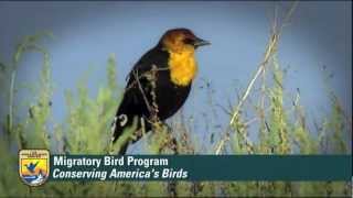 What is the Migratory Bird Program of US Fish and Wildlife Service [upl. by Retrak]