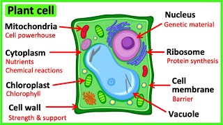 Learn all about plant cells in 2 MINUTES 🌱  Easy science video [upl. by Aleicarg]