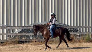 Tennessee Walking Horse Fox Trotter  Milo  LessonGaited Horse Training [upl. by Esau667]