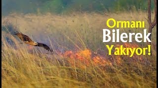 Bu Kuşlar Ormanı Bilerek Yakıyor [upl. by Hughie]