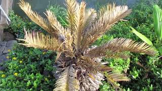 Sago Palms Infested with Mealy Bugs [upl. by Schlessel259]