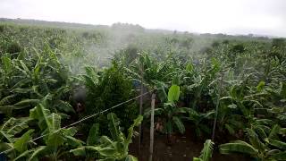 Ground Spray of Fungicide for Banana [upl. by Tekla915]