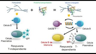 Linfocitos B y Inmunidad y vacuna conjugada [upl. by Tullius]