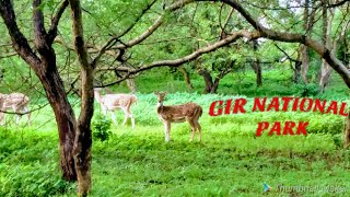 Tulsishyam temple  Lord Krishnas Temple  Gir National Park [upl. by Solegna571]