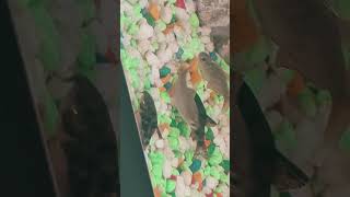 Cory catfish short video [upl. by Tate]