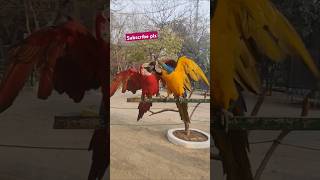 Beautiful macaw ParrotsTalking parrotparrotparrots birds [upl. by Noir222]