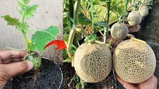 New skills Growing a grow Cantaloupe tree from cantaloupe fruit in pot [upl. by Svensen115]