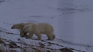 Hudson Bay Manitoba Canada  4 Polar Bears 2024 Oct 29 [upl. by Sibby]