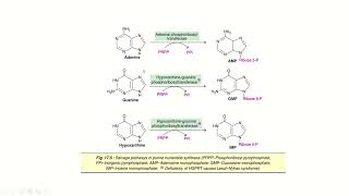 Salvage Pathway For Purines Malayalam [upl. by Sokul]