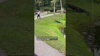 What to Do If an Alligator Chases You [upl. by Cleaves]