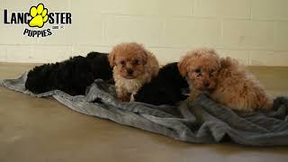 Lovable Miniature Poodle Puppies [upl. by Ingalls653]