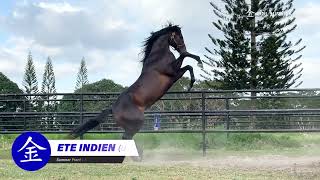 ETE INDIEN Summer FrontEast India by Mizzen Mast COOL SUMMER FARM FEATURED STALLION 2024 [upl. by Adi]