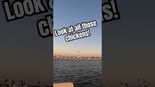 funny boat fishing lake boating fish fail hilarious fast pelicans fall migration birds [upl. by Fabria571]