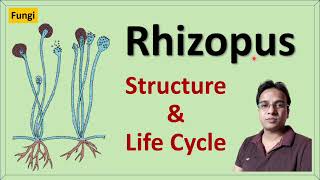 Rhizopus  Structure  Reproduction and Life cycle  Zygomycetes [upl. by Karie336]