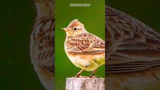 Singing Bird  Eurasian Skylark  birds shorts ytshorts [upl. by Kiernan]