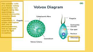 label diagram of volvox with function [upl. by Hecht]