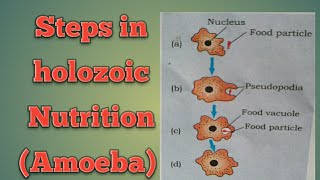 Steps in holozoic Nutrition Chapter 6 NCERT  Video 4 [upl. by Calise314]