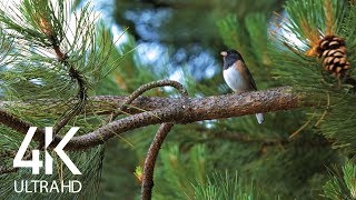 Bird Songs  8 HOURS of Birds Singing in the Forest  Nature Relaxation Video in 4K Ultra HD [upl. by Cuthbertson363]