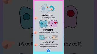 Autocrine Paracrine and Endocrine Signalling [upl. by Aural]