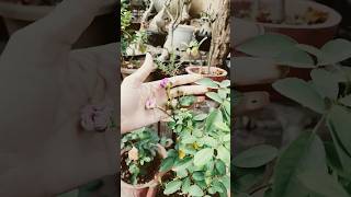 Rose plant care and tips🪴plants garden flowers shorts subscribe mybeautifulgarden [upl. by Huntley219]