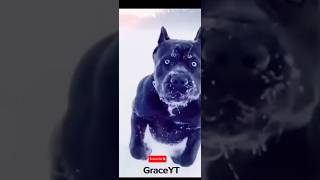 Big dogs bite power ☠️ caucasian shephard tibetian mastiff cane corso kangal shorts youtubeshorts [upl. by Schifra260]