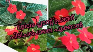 epicia red color flowering plant  flowers caring and planting [upl. by Notlrac255]