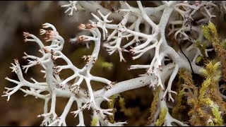 Introduction to Lichen and Bryophytes mosses liverworts and hornworts of Western Washington [upl. by Alyhs]