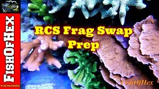 RCS Frag Swap Prep  That Fish Place Lancaster PA [upl. by Steffen]