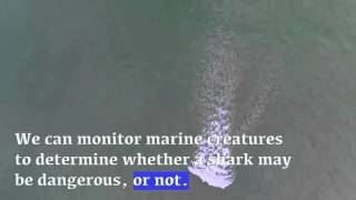 Drone Trials Detect Sharks [upl. by Burdett437]