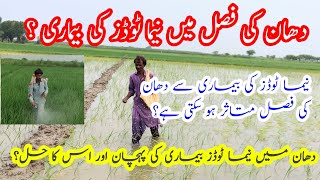 Nematodes disease and control of paddy crop  Nematode control in rice crop  kisan vlogs tv [upl. by Coltin]