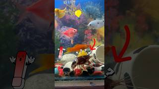 Aquarium me crayfish mar gya 😢fishmollyfish petsvlog petsfishtank minivlog shorts [upl. by Eirok]