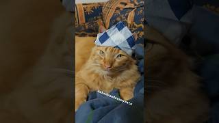 Cat Costume Compilation  Which Is Best halloween cat [upl. by Ettegroeg]