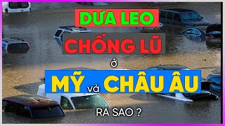 Dưa Leo chống lũ ở Mỹ và Châu Âu ra sao Dưa Leo DBTT [upl. by Irelav]