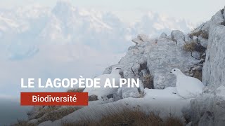 Le Lagopède alpin [upl. by Ahsemo265]