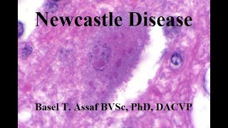 Newcastle Disease [upl. by Korfonta]