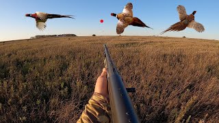 Pheasant Hunting Opening Day in South Dakota CATCH CLEAN COOK [upl. by Laerdna]