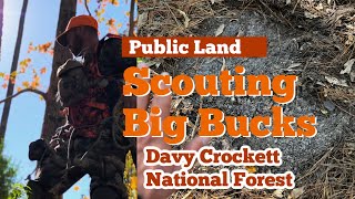 Big Buck Scouting hunting public in Davy Crockett National Forest [upl. by Marih]