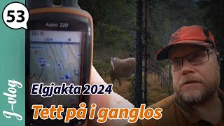 Tett på i ganglos  Elgjakta 2024  Jaktvlog 53 [upl. by Pernick950]