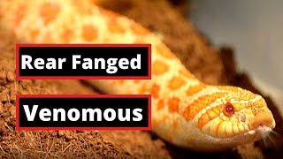 Rear Fanged Venomous Snakes  What You Need To Know [upl. by Notluf]