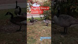 Gaggle of Geese Waddling Down on the Sidewalk of Toronto fyp goose shorts viralvideo toronto 🦆 [upl. by Lat546]