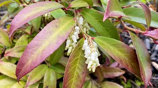 In Blooms Coast Leucothoe quotRejoycequot 4K  April 28 2024 [upl. by Call]