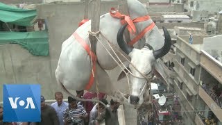 Cattle are Lifted by Crane from Rooftop in Karachi Pakistan for Eid [upl. by Arriat289]